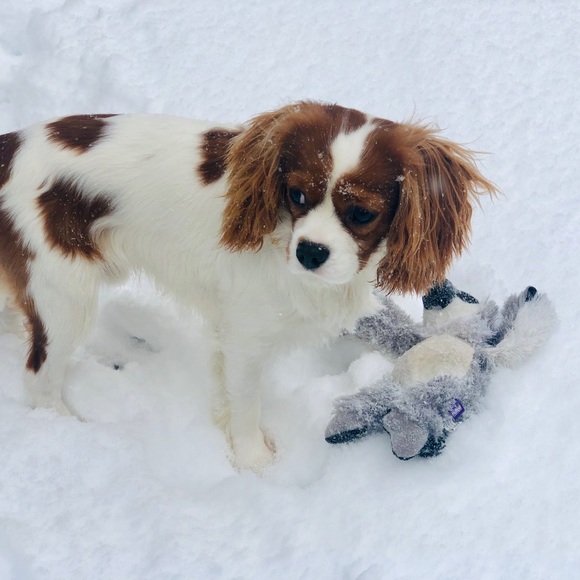 Meet your Posher, Aj - Picture 9 of 9